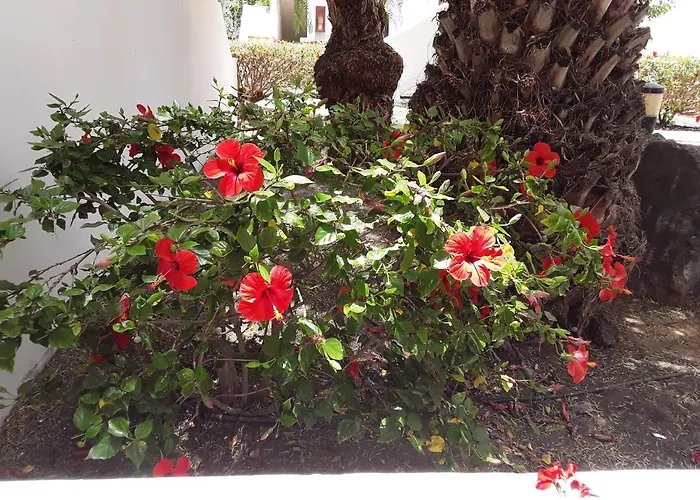 Le Farniente * Costa Teguise